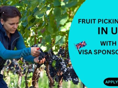 Fruit picking jobs in UK with visa sponsorship